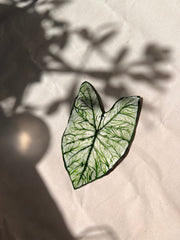 Folha de Caladium